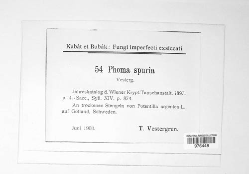 Paradiscula spuria image